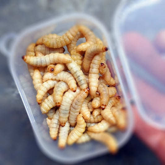 Buzzing with Benefits: The Rise of Waxworms