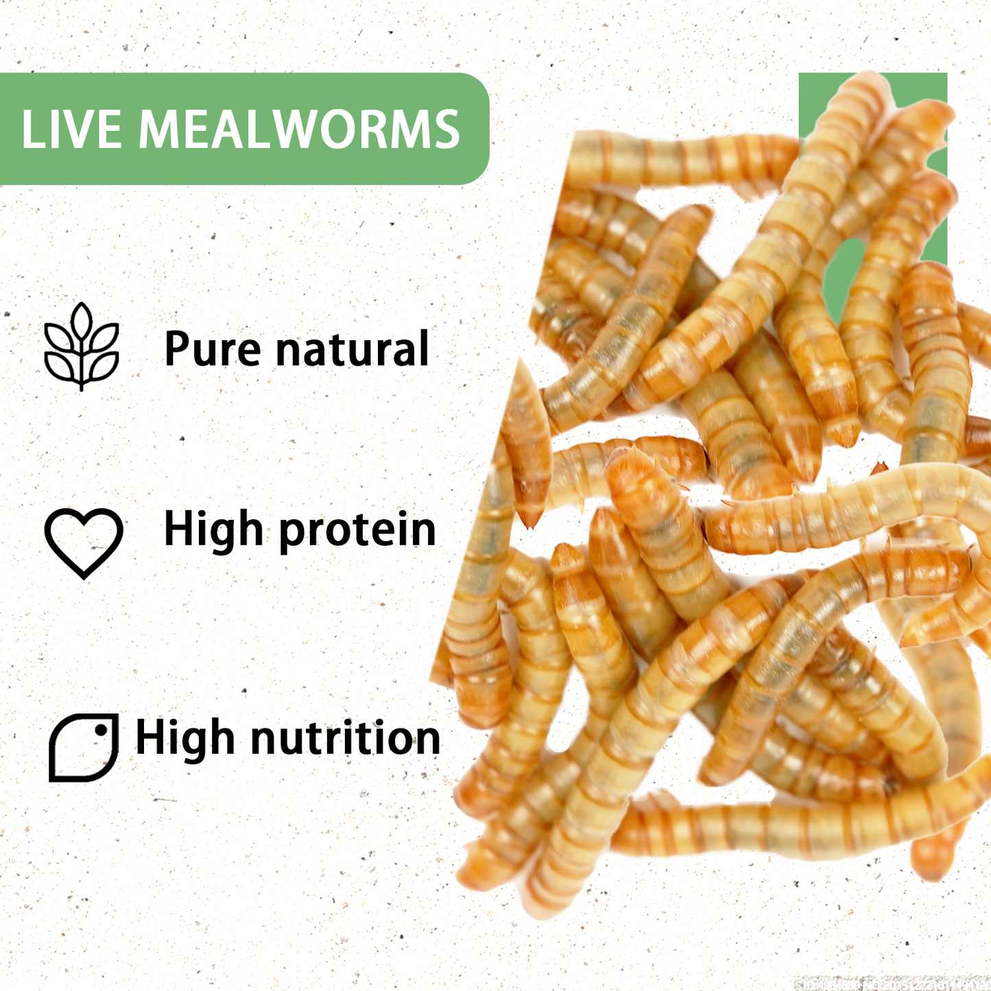 Live Mealworms 1000 Count Free Shipping in Box with Bran and Tweezer for Reptile Food