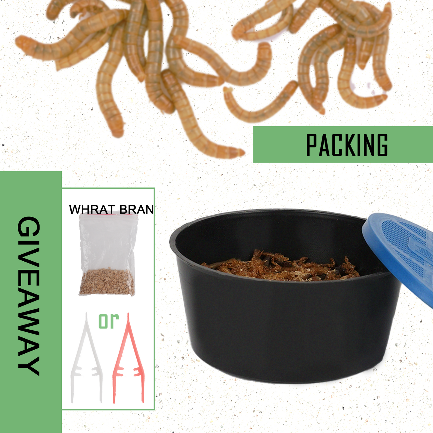 Live Mealworms 1000 Count Free Shipping in Box with Bran and Tweezer for Reptile Food