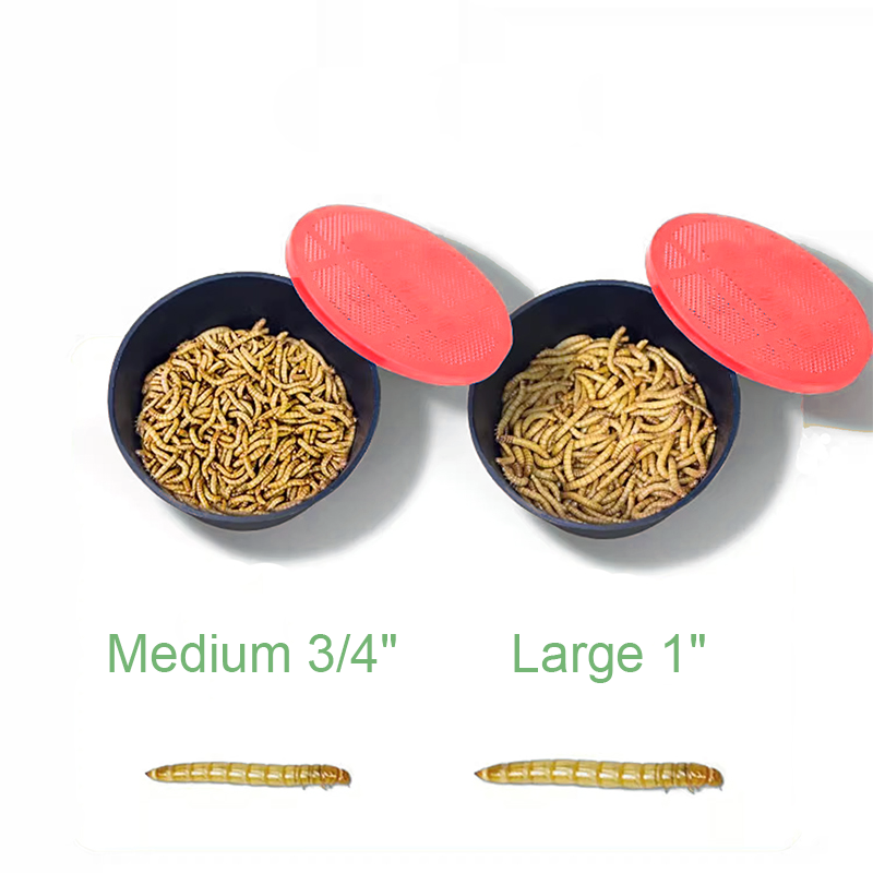 Live Mealworms 1000 Count Free Shipping in Box with Bran and Tweezer for Reptile Food