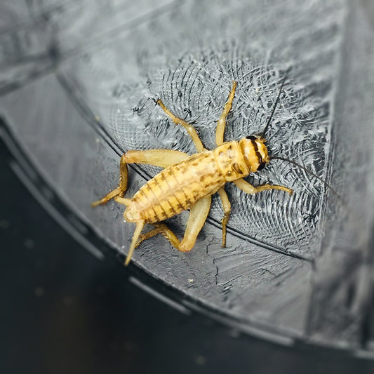 Crickets: The Tiny Nutritional Powerhouses