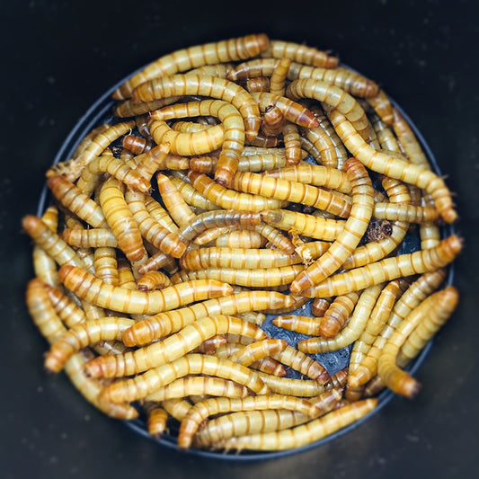 Buzzing with Benefits: The Rise of Waxworms
