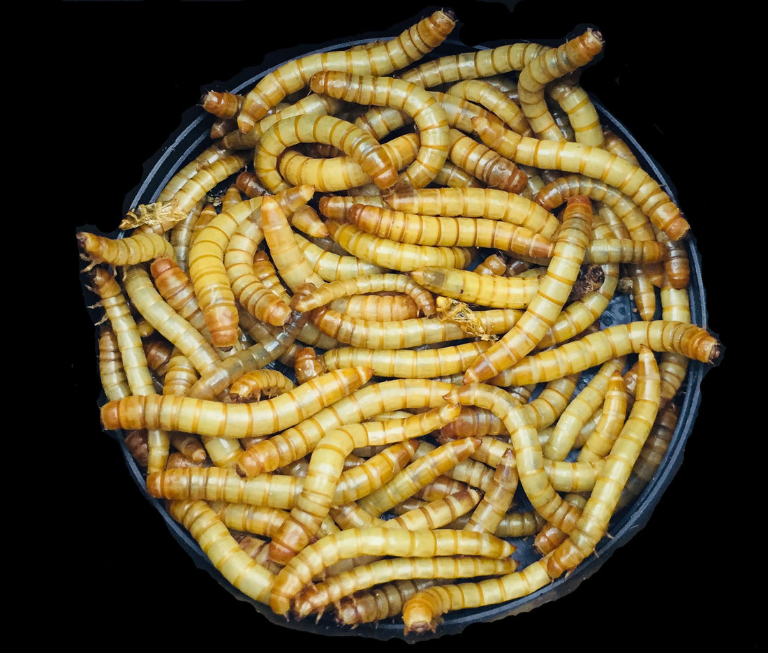 Tiny Mealworms, Big Benefits!