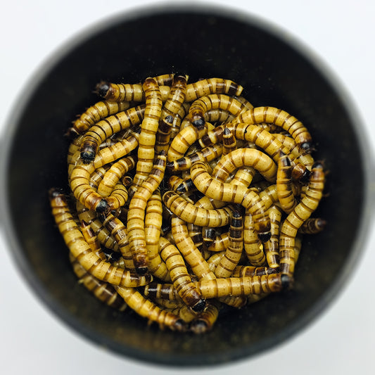 Superworms: A Buggingly Good Snack?
