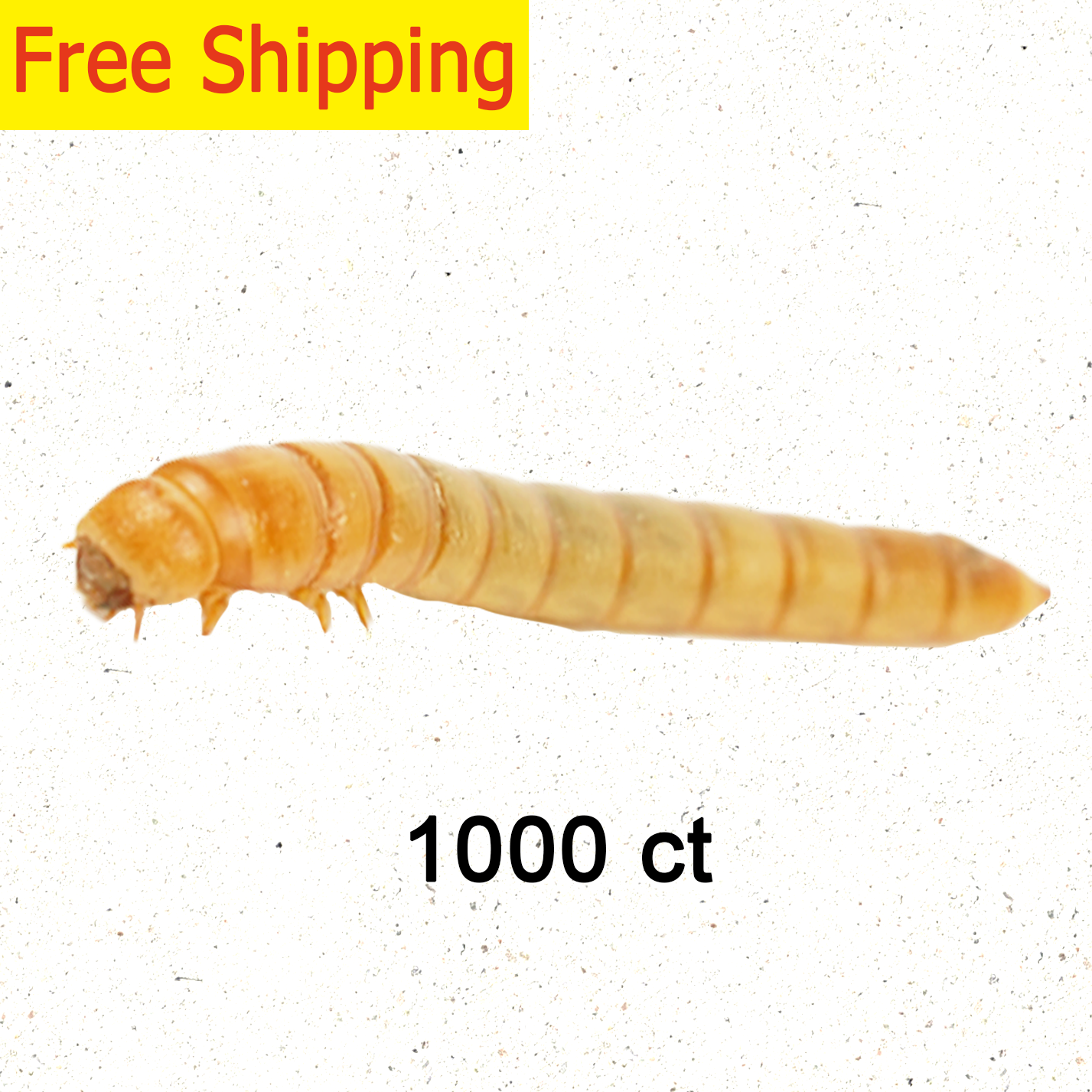 Live Mealworms 1000 Count Free Shipping in Box with Bran and Tweezer for Reptile Food