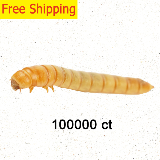 Live Mealworms 100000 Count Free Shipping in Bulk for Reptile Food