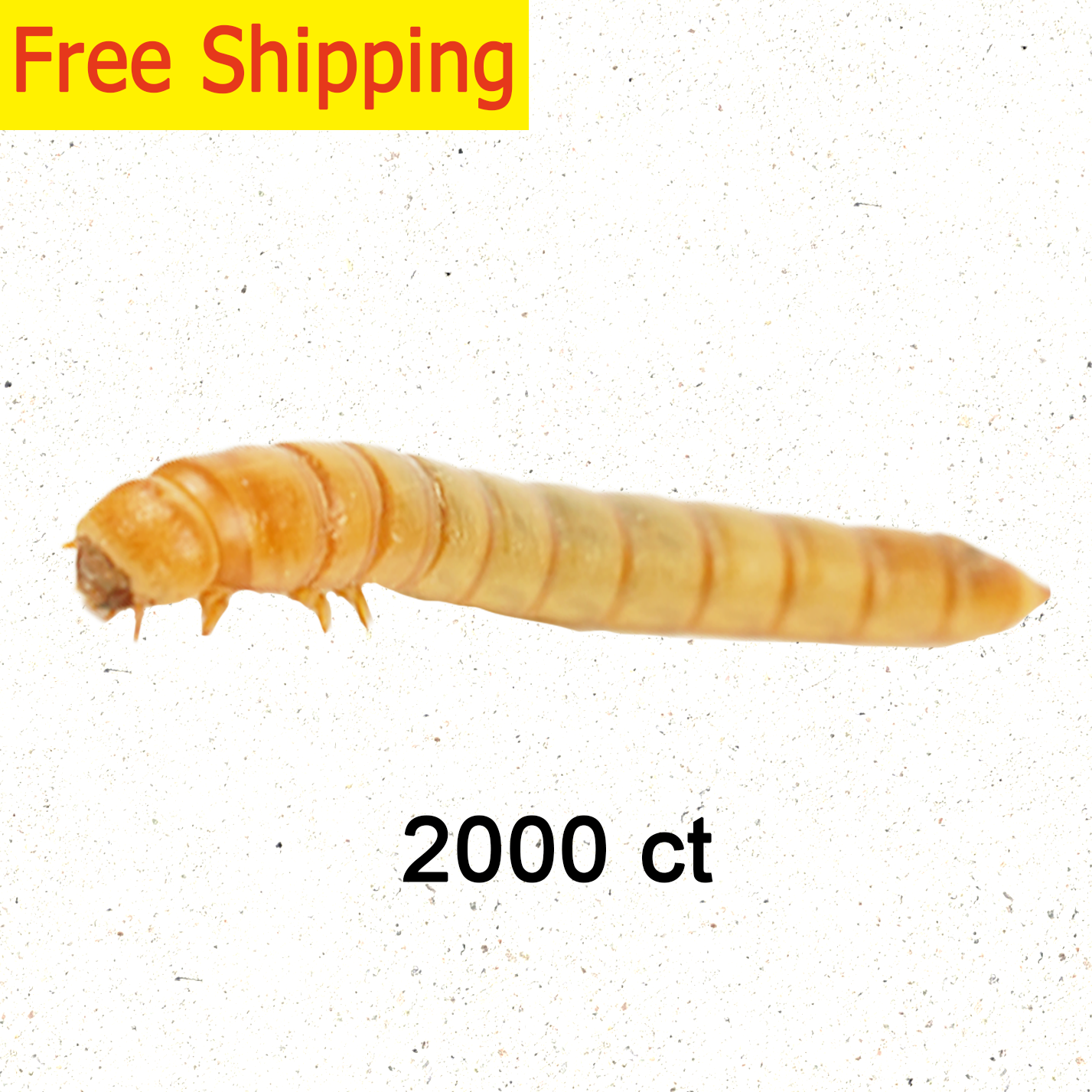 Live Mealworms 2000 Count Free Shipping in Box with Bran and Tweezer for Reptile Food