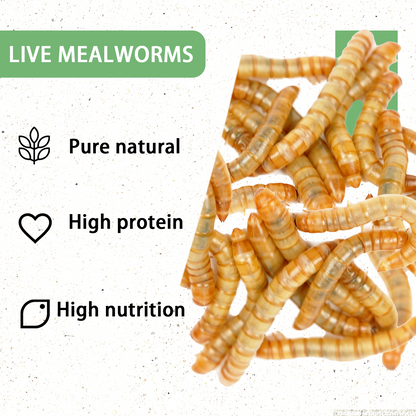 Live Mealworms 2000 Count Free Shipping in Box with Bran and Tweezer for Reptile Food